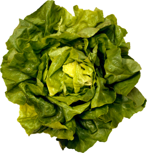 Green salad PNG image-2817